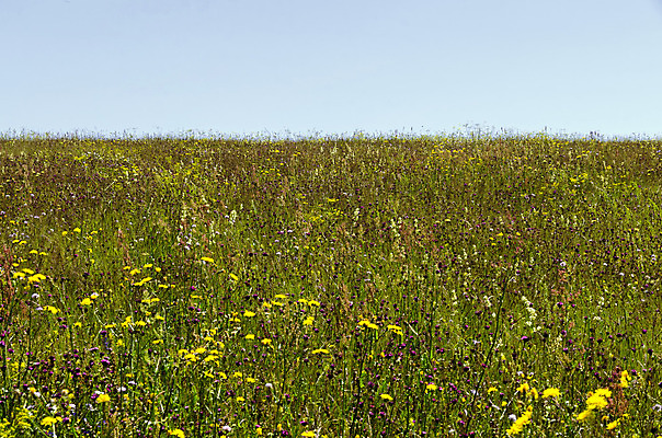 포토 JPG 해외이미지 식물 꽃 백그라운드 잎 밭 자연 하늘 산 사람없음 야외 초록색 여름 노란색 보라색 봄 흰색 신선 제비꽃 부드러움 많음 해외202004 해외포토 계절 컬러 컨셉 농업 감각 생태계 파일형식 이미지허브