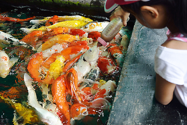 포토 JPG 해외이미지 동물 손 감정 야생동물 음식 바다 포즈 모션 자연 낚시 어류 사람 사람없음 물 농장 우유 아기 연못 입 떨어짐 먹이 당구 먹기 배고픔 속도 잉어 내추럴 돌봄 해외202004 해외포토 자연요소 컨셉 농업 레저 유제품 신체부위 구기 수중동물 생태계 파일형식 이미지허브