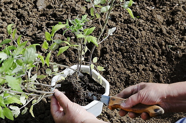 포토 JPG 해외이미지 식물 손 지구 음식 밭 농업 토마토 채소 부분 자연 주택 사람없음 초록색 새싹 우주 정원 봄 성장 신선 잡기 칼 선택 보호 냄비 주기 유기농 원예 뿌리 먼지 개발 묘목 밭일 심기 처음 세련 해외202004 해외포토 나무 웰빙 계절 산업 컬러 컨셉 모션 취미 건물 신체부위 솥 생태계 파일형식 이미지허브