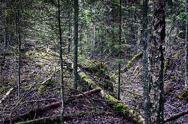 포토 JPG 해외이미지 나무 자연 아침 그림자 이끼 풍경 사람없음 목재 초록색 여름 환경 어둠 안개 나뭇가지 티켓 저녁 숲 신비 그림 에코 생태계 공상 북쪽 침엽수 마법 서식지 전나무 내추럴 뿌연 삼림지대 스칸디나비아 몽환 가문비나무 해외202004 해외포토 주간 식물 계절 컬러 컨셉 재료 날씨 야간 방향 파일형식 이미지허브