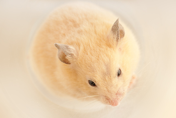 포토 JPG 해외이미지 응시 실내 사람없음 반려동물 설치류 작음 햄스터 해외202004 해외포토 동물 시선 내부 크기 파일형식 이미지허브