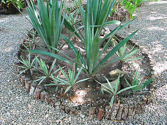 포토 JPG 해외이미지 나무 식물 선 잎 선인장 건조 사람없음 가로 초록색 정원 청결 봄 성장 조약돌 나뭇가지 신선 닫기 보호 향수 묘사 유기농 기회 부드러움 암초 오리지널 이국적 해외202004 해외포토 웰빙 계절 컬러 컨셉 모션 화장품 돌_바위 감각 위생 파일형식 이미지허브