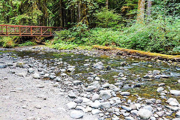 포토 JPG 해외이미지 나무 식물 공원 여행 올림픽 이동 잎 자연 오리 이끼 풍경 사람없음 야외 목재 초록색 물 강 태양 계곡 놀람 봄 흐름 흰색 개울 숲 순수 태평양 북쪽 천국 탐사 내추럴 서쪽 워싱턴 전국 해외202004 해외포토 자연요소 계절 공공시설 감정 스포츠 바다 컬러 컨셉 재료 조류 표정 미국 방향 생태계 파일형식 이미지허브
