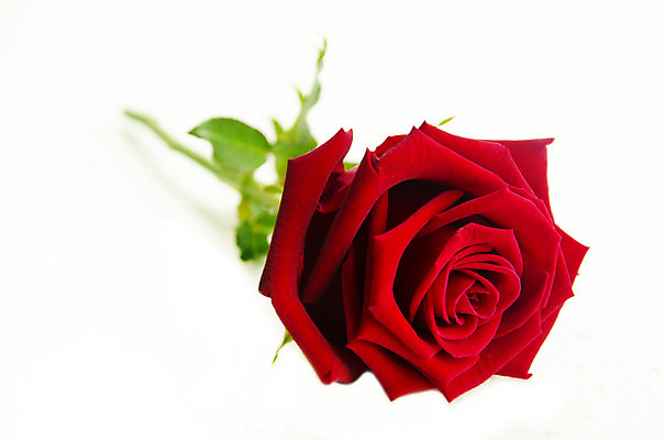 포토 JPG 해외이미지 기념일 꽃잎 꽃 꽃다발 백그라운드 잎 꽃무늬 데이트 자연 발렌타인데이 선물 사랑 사람없음 빨간색 초록색 장미 활발 벚꽃 흰색 축하 신선 신용카드 유혹 꽃집 오브젝트 싱글 문학 고립 완전 해외202004 해외포토 식물 감정 컬러 컨셉 무늬 데이이벤트 이벤트 금융 상점 생태계 파일형식 이미지허브