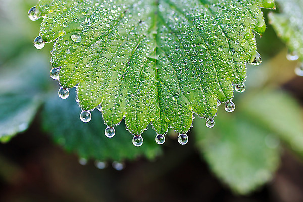 포토 JPG 해외이미지 식물 백그라운드 잎 패턴 자연 날씨 건강 잔디 사람없음 야외 초록색 물 빛 태양 환경 침묵 활발 젖음 성장 시간 액체 떨어짐 이슬 빗방울 순수 해외202004 해외포토 자연요소 컬러 컨셉 무늬 소리 비_날씨 생태계 파일형식 이미지허브