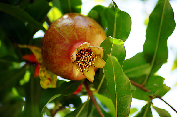 포토 JPG 해외이미지 잎 나뭇잎 근접촬영 사람없음 과수원 석류 석류나무 해외202004 해외포토 나무 식물 뷰포인트 농업 과일 파일형식 이미지허브