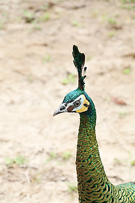 포토 JPG 해외이미지 나무 동물 1 야생동물 백그라운드 잎 오렌지 노래 자연 조류 휴식 종류 앉기 사람없음 야외 빨간색 초록색 파란색 우주 봄 회색 흰색 나뭇가지 공작 묘사 싱글 생물학 서식지 생태학 해외202004 해외포토 식물 계절 교육 음악 컬러 컨셉 과일 모션 생태계 파일형식 이미지허브