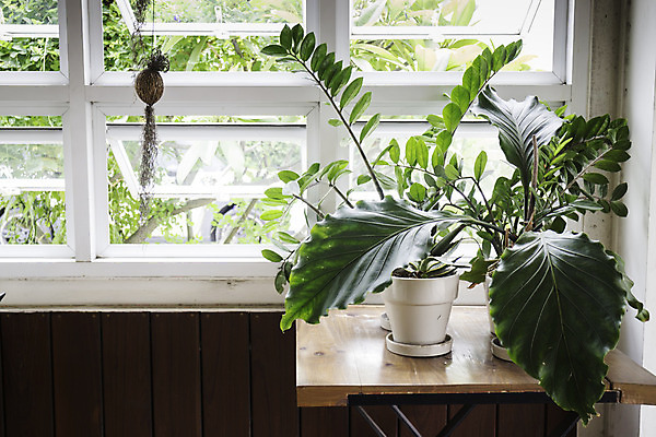 포토 JPG 해외이미지 식물 화분 단풍 비즈니스 자연 탁자 실내 사람없음 장식 초록색 사무실 어둠 흰색 책상 심플 질서 콘크리트 부족함 해외202004 해외포토 컬러 가구 컨셉 잎 내부 예절 생태계 파일형식 이미지허브