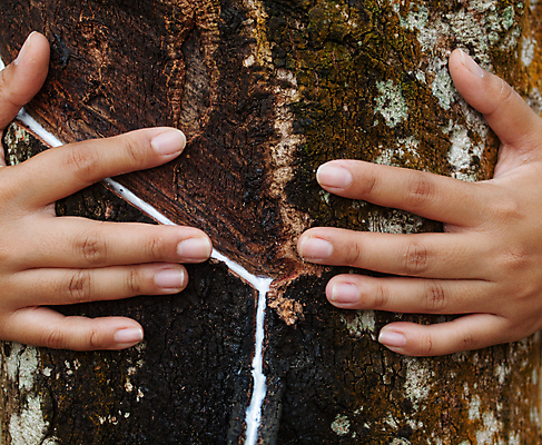 포토 JPG 해외이미지 주간 나무 손 포옹 야외 신체부위 흐름 고무나무 수액 해외202004 해외포토 자연요소 식물 컨셉 안기 사람 파일형식 이미지허브