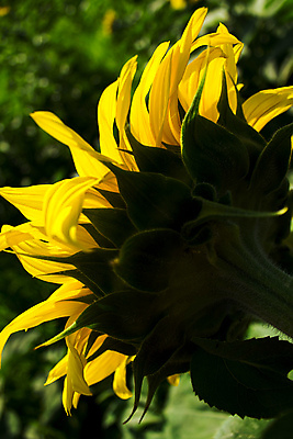 포토 JPG 해외이미지 식물 계절 꽃잎 꽃 백그라운드 잎 꽃무늬 농업 오렌지 자연 해바라기 씨앗 사람없음 야외 초록색 여름 컬러풀 태양 노란색 맑음 봄 활발 성장 벚꽃 시골 원형 개화 유기농 내추럴 해외202004 해외포토 자연요소 도형 웰빙 산업 컬러 컨셉 무늬 과일 날씨 생태계 파일형식 이미지허브