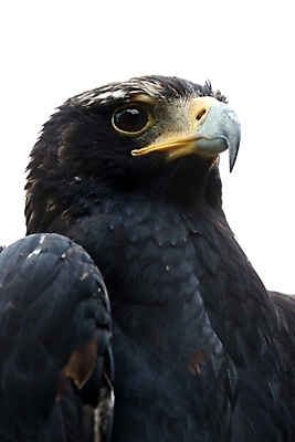 포토 JPG 해외이미지 동물 응시 야생동물 자연 조류 사람없음 노란색 머리 검은색 힘 흰색 심볼 깃털 부리 독수리 육식동물 사냥꾼 고립 해외202004 해외포토 직업 시선 컬러 신체부위 생태계 파일형식 이미지허브