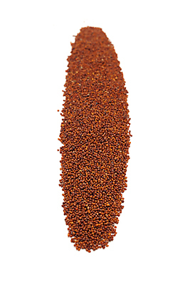 포토 JPG 해외이미지 사람없음 흰색 낟알 향신료 겨자씨 해외202004 해외포토 컬러 씨앗 향미료 파일형식 이미지허브