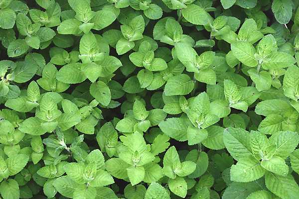 포토 JPG 해외이미지 식물 계절 꽃 음식 잎 꽃무늬 재료 자연 건강 요리 사람없음 초록색 여름 약 정원 봄 들꽃 신선 차 맛 약초 숲 자르기 먹기 레몬 민트 허브 향신료 상쾌 유기농 아로마 향 아로마테라피 내추럴 해외202004 해외포토 웰빙 감정 음료 컬러 컨셉 무늬 과일 의학 모션 풀_식물 생태계 테라피 향미료 파일형식 이미지허브