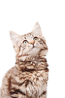 포토 JPG 해외이미지 동물 응시 장난 포유류 놀이 수염 털 사람없음 반려동물 점프 고양이 흰색 표현 아기 달콤 작음 모피 호기심 고립 기르기 해외202004 해외포토 시선 감정 컬러 컨셉 모션 사람 맛 크기 돌봄 파일형식 이미지허브