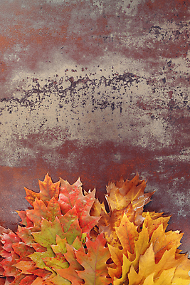 포토 JPG 해외이미지 식물 디자인 계절 백그라운드 단풍 잎 오렌지 자연 표면 추상 프레임 미술 사람없음 목재 빨간색 컬러풀 갈색 노란색 세일 우주 침묵 공백 젖음 수확 가을 물방울 가장자리 정상 혼합 숲 11월 묘사 질감 복고 추수감사절 10월 그런지 옛날 해외202004 해외포토 나무 기독교 컬러 무늬 농업 과일 재료 문화예술 소리 날짜 둘레 생태계 파일형식 이미지허브