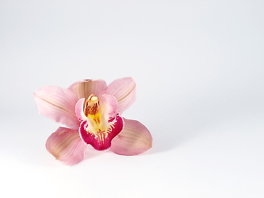 포토 JPG 해외이미지 꽃잎 꽃 줄기 백그라운드 전구 발렌타인데이 사람없음 검은색 회색 흰색 난초 우아함 닫기 이국적 해외202004 해외포토 식물 컬러 컨셉 모션 데이이벤트 파일형식 이미지허브