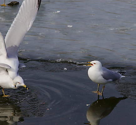 포토 JPG 해외이미지 응시 날개 갈매기 조류 사람없음 머리 놀람 회색 분노 흰색 표현 관찰 반지 영혼 은색 검색 호기심 싸움 의심 계산서 비명 해외202004 해외포토 동물 시선 감정 컬러 컨셉 장신구 모션 표정 신체부위 파일형식 이미지허브