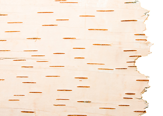 포토 JPG 해외이미지 나무 식물 디자인 외관 백그라운드 패턴 자연 벽지 표면 추상 사람없음 목재 장식 우주 줄무늬 공백 흰색 점 거친 플랫 널 숲 두루마리 삼베 눈물 묘사 유기농 생태계 질감 복고 나무껍질 자작나무 내추럴 구식 수목 해외202004 해외포토 웰빙 감정 컬러 무늬 재료 껍질 파일형식 천_직물 이미지허브