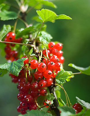 포토 JPG 해외이미지 식물 계절 열매 음식 잎 채소 과일 자연 디저트 건강 사람없음 야외 빨간색 초록색 농작물 햇빛 정원 수확 나뭇가지 신선 유기농 날것 내추럴 건포도 숙성 채식주의자 해외202004 해외포토 나무 웰빙 컬러 농업 포도 태양 생태계 채식 건과일 파일형식 이미지허브