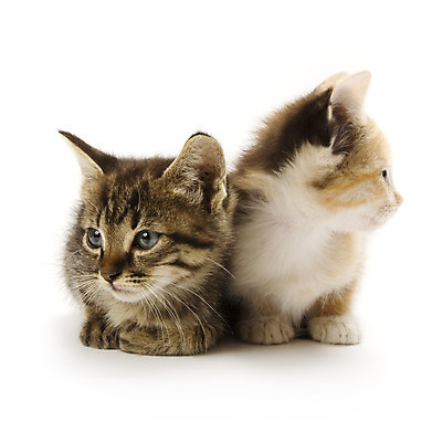 포토 JPG 해외이미지 2 포유류 수염 털 함께함 사람없음 반려동물 고양이 흰색 아기 모피 형제 고립 해외202004 해외포토 동물 남자 컬러 컨셉 가족 사람 파일형식 이미지허브