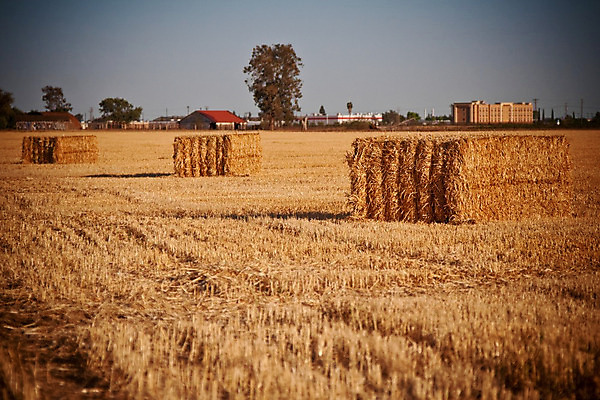 포토 JPG 해외이미지 계절 산업 음식 밭 농업 자연 건조 옥수수 풍경 사람없음 야외 여름 농작물 햇빛 태양 농장 농경지 쌓기 환경 목장 수확 성장 가을 시골 황금 볏짚 낟알 땅 자르기 시리얼 밀 유기농 질감 정사각형 보리 뭉치 밀짚 내추럴 밭일 호밀 해외202004 해외포토 자연요소 도형 웰빙 모션 곡류 짚 생태계 파일형식 이미지허브