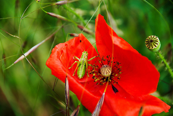포토 JPG 해외이미지 식물 계절 꽃잎 꽃 야생동물 백그라운드 꽃무늬 밭 농업 자연 벽지 사람없음 빨간색 초록색 여름 정원 봄 흰색 신선 심볼 싱글 양귀비 내추럴 고립 귀뚜라미 추모 해외202004 해외포토 동물 산업 컬러 곤충 무늬 생태계 파일형식 이미지허브