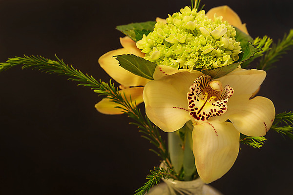 포토 JPG 해외이미지 식물 꽃 선 꽃다발 결혼 꽃무늬 자연 유리 건강 사람없음 빨간색 초록색 침묵 흰색 신선 난초 고급 우아함 해외202004 해외포토 컬러 컨셉 무늬 재질 이벤트 소리 생태계 파일형식 이미지허브