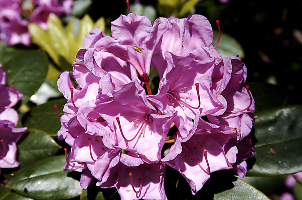 포토 JPG 해외이미지 식물 공원 꽃잎 꽃 분홍색 잎 자연 그림자 씨앗 사람없음 초록색 빛 햇빛 정원 보라색 봄 활발 벚꽃 개화 진달래 시트 꽃수술 파스텔톤 해외202004 해외포토 계절 공공시설 컬러 컨셉 태양 생태계 파일형식 이미지허브