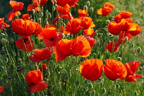 포토 JPG 해외이미지 식물 계절 꽃잎 꽃 줄기 백그라운드 잎 밭 농업 자연 벽지 하늘 프레임 풍경 사람없음 야외 빨간색 초록색 여름 파란색 빛 컬러풀 농장 정원 맑음 보라색 봄 벚꽃 시골 땅 아로마 양귀비 진홍색 아로마테라피 내추럴 해외202004 해외포토 산업 컬러 날씨 생태계 테라피 파일형식 이미지허브