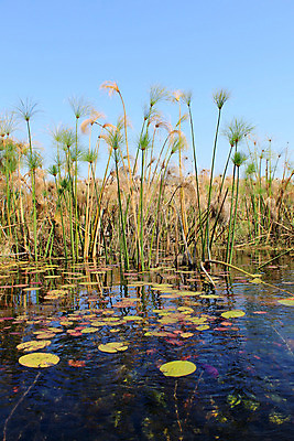 포토 JPG 해외이미지 나무 식물 공원 지구 호수 야생동물 여행 아프리카 자연 풍경 사람없음 야외 초록색 물 강 컬러풀 반사 평화 환경 침묵 보트 황무지 플랫 보호 숲 백합 사파리 카누 장면 남쪽 내추럴 나미비아 보츠와나 사바나 해외202004 해외포토 자연요소 동물 공공시설 꽃 나라 컬러 컨셉 배_교통 소리 수상스포츠 방향 생태계 남아프리카 파일형식 이미지허브
