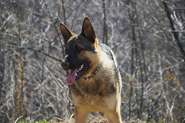포토 JPG 해외이미지 주간 응시 입벌림 앉기 사람없음 야외 반려동물 기다림 개 사냥개 셰퍼드 해외202004 해외포토 자연요소 동물 시선 포유류 모션 표정 파일형식 이미지허브