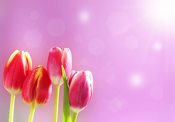 포토 JPG 해외이미지 식물 꽃 분홍색 백그라운드 자연 하늘 부활절 덴마크 3 사람없음 빨간색 빛 햇빛 태양 새싹 우주 정원 봄 튤립 광선 인사 신용카드 다발 배열 원예 보케 카피스페이스 어머니의날 해외202004 해외포토 자연요소 계절 기념일 컬러 북유럽 취미 금융 공백 예절 생태계 미국문화 파일형식 이미지허브