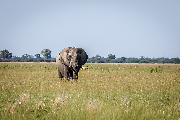 포토 JPG 해외이미지 동물 공원 야생동물 여행 백그라운드 포유류 아프리카 자연 코끼리 생물 국립공원 사람없음 야외 여행객 환경 힘 회색 황무지 보호 큼 심볼 사파리 상아 멸종 남쪽 나미비아 동물상 사바나 힘찬 해외202004 해외포토 공공시설 나라 컬러 컨셉 사람 조형물 크기 방향 생태계 남아프리카 파일형식 이미지허브