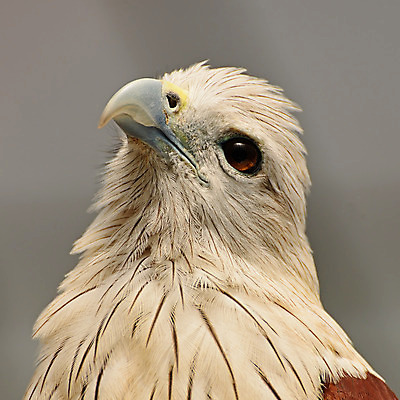 포토 JPG 해외이미지 동물 공원 야생동물 포즈 태국 자연 조류 사람없음 갈색 봄 자유 흰색 먹이 연 독수리 육식동물 해외202004 해외포토 계절 공공시설 아시아 컬러 컨셉 놀이용품 생태계 파일형식 이미지허브