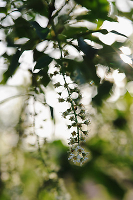 포토 JPG 해외이미지 나무 식물 계절 꽃 잎 패턴 자연 탁자 조류 추상 사람없음 장식 초록색 여름 파란색 빛 햇빛 노란색 정원 맑음 어둠 침묵 봄 새벽 성장 벚꽃 흰색 나뭇가지 신선 개화 체리 저녁 고립 해외202004 해외포토 자연요소 동물 컬러 가구 무늬 과일 날씨 태양 소리 야간 생태계 파일형식 이미지허브