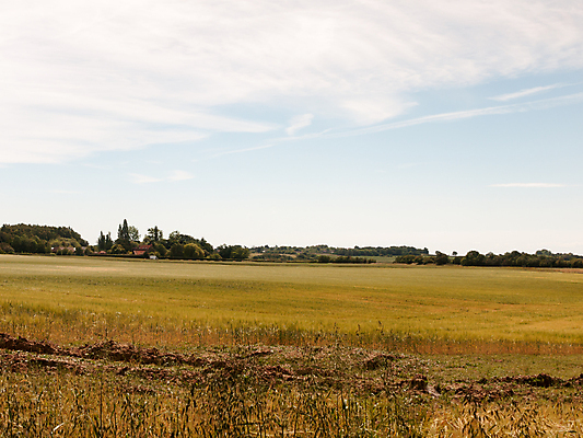 포토 JPG 해외이미지 식물 구름 계절 밭 농업 자연 하늘 옥수수 풍경 사람없음 초록색 여름 파란색 빛 농작물 햇빛 태양 농장 농경지 노란색 환경 봄 자유 수확 성장 시골 황금 낟알 땅 시리얼 밀 장면 내추럴 밭일 평야 수평선 해외202004 해외포토 자연요소 산업 음식 컬러 컨셉 곡류 생태계 파일형식 이미지허브