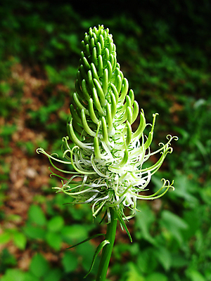 포토 JPG 해외이미지 식물 계절 공원 잎 꽃무늬 자연 휴식 사람없음 야외 초록색 여름 컬러풀 정원 벚꽃 시골 신선 숲 질감 내추럴 생태학 해외202004 해외포토 공공시설 교육 꽃 컬러 컨셉 무늬 생태계 파일형식 이미지허브
