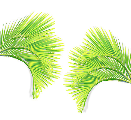 포토 JPG 해외이미지 나무 식물 줄기 백그라운드 잎 패턴 곡선 부분 자연 손바닥 사람없음 초록색 성장 흰색 나뭇가지 숲 코코넛 내추럴 고립 해외202004 해외포토 손 선 컬러 무늬 과일 생태계 파일형식 이미지허브