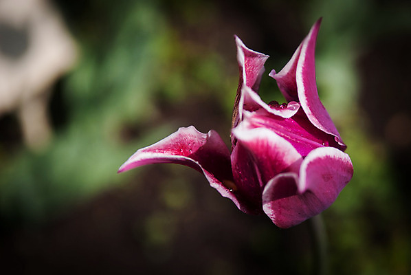 포토 JPG 해외이미지 1 꽃잎 꽃 분홍색 잎 자연 따뜻함 사람없음 초록색 빛 정원 봄 튤립 이슬 보케 부드러움 해외202004 해외포토 식물 계절 컬러 감각 생태계 파일형식 이미지허브