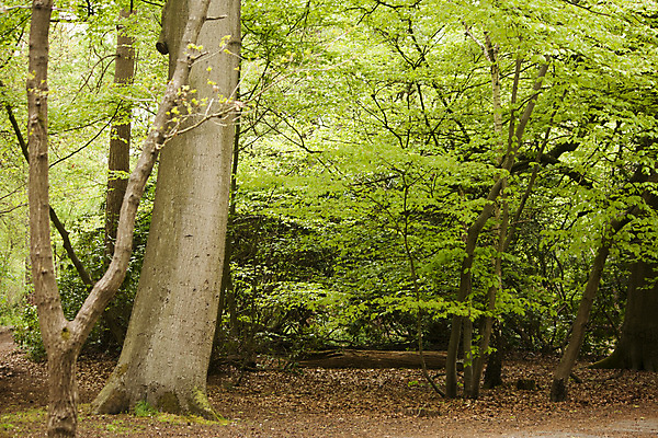 포토 JPG 해외이미지 나무 식물 계절 공원 길 잎 자국 자연 벽지 아침 새로움 그림자 풍경 사람없음 초록색 빛 햇빛 갈색 노란색 평화 환경 맑음 봄 광선 신선 숲 신비 오솔길 마법 내추럴 땅바닥 루트 삼림지대 해외202004 해외포토 주간 공공시설 컬러 컨셉 날씨 바닥 태양 생태계 파일형식 이미지허브