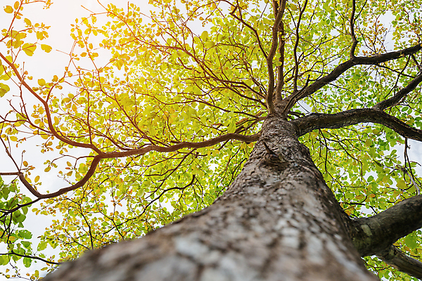 포토 JPG 해외이미지 나무 식물 계절 꽃 줄기 잎 겨울 오렌지 자연 건조 사람없음 목재 초록색 빛 컬러풀 햇빛 태양 갈색 노란색 봄 성장 벚꽃 가을 나뭇가지 확대 정상 숲 큼 해외202004 해외포토 자연요소 컬러 과일 재료 크기 생태계 파일형식 이미지허브