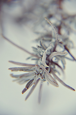 포토 JPG 해외이미지 식물 계절 꽃 백그라운드 잎 겨울 밭 자연 사람없음 야외 초록색 정원 냉동 회색 추위 흰색 나뭇가지 신선 개화 닫기 허브 유기농 원예 서리 향기 아로마 향 아로마테라피 라벤더 총쏘기 해외202004 해외포토 나무 웰빙 컬러 농업 모션 취미 생태계 냄새 테라피 파일형식 이미지허브