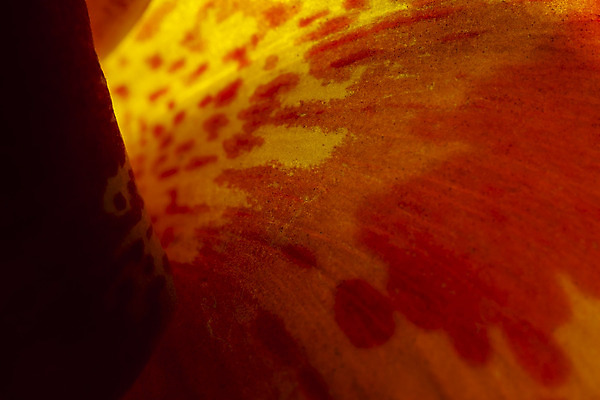 포토 JPG 해외이미지 식물 꽃잎 꽃 백그라운드 자연 벽지 추상 사람없음 컬러풀 봄 닫기 묘사 원예 꽃수술 해외202004 해외포토 계절 컬러 무늬 모션 취미 생태계 파일형식 이미지허브