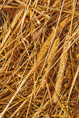 포토 JPG 해외이미지 식물 빵 줄기 백그라운드 패턴 농업 자연 씨앗 사람없음 볏짚 다발 보리 밀짚 내추럴 숙성 호밀 해외202004 해외포토 산업 음식 무늬 곡류 짚 생태계 파일형식 이미지허브