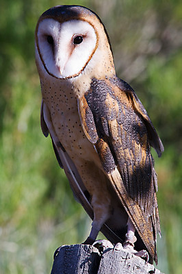 포토 JPG 해외이미지 동물 응시 얼굴 야생동물 백그라운드 자연 조류 사람없음 야외 갈색 머리 관찰 닫기 깃털 호기심 부리 육식동물 부엉이 사냥꾼 외양간 경보 해외202004 해외포토 직업 시선 감정 컬러 컨셉 모션 신체부위 생태계 파일형식 이미지허브