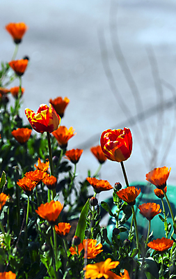 포토 JPG 해외이미지 식물 꽃잎 꽃 실루엣 잎 오렌지 자연 선물 사랑 사람없음 빨간색 햇빛 노란색 새싹 정원 힘 우정 활발 기쁨 다양 에너지 성장 인사 개화 수분 순환 냄새 꽃가루 동정 해외202004 해외포토 감정 컬러 다수 컨셉 과일 모션 촬영기법 친구 태양 예절 가루 생태계 파일형식 이미지허브