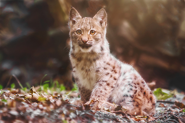 포토 JPG 해외이미지 동물 1 응시 유럽 얼굴 야생동물 백그라운드 포유류 자연 휴식 산 사람없음 야외 목재 고양이 산책 아기 황무지 닫기 숲 작음 싱글 사냥 육식동물 내추럴 동물상 스라소니 해외202004 해외포토 나무 시선 나라 컨셉 재료 모션 사람 신체부위 반려동물 조형물 크기 생태계 파일형식 이미지허브