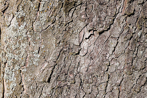 포토 JPG 해외이미지 나무 식물 공원 선 백그라운드 패턴 자연 표면 날씨 추상 건조 사람없음 목재 갈색 환경 회색 나뭇가지 거친 역사 보호 숲 낟알 장작 피부 묘사 질감 날것 나무껍질 코르크 잡동사니 거인 내추럴 수목 썩음 옛날 울퉁불퉁 해외202004 해외포토 공공시설 컬러 컨셉 무늬 재료 신체부위 껍질 생태계 파일형식 이미지허브