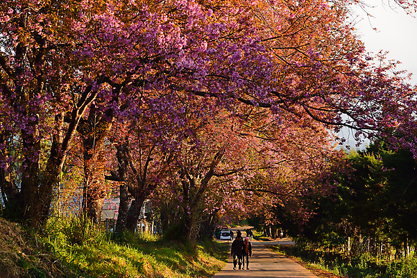포토 JPG 해외이미지 나무 식물 계절 공원 꽃잎 꽃 아시아 도로 분홍색 백그라운드 잎 겨울 꽃무늬 태국 자연 하늘 발렌타인데이 사람없음 야외 목재 초록색 파란색 컬러풀 정원 봄 성장 벚꽃 나뭇가지 신선 체리 달콤 순수 묘사 북쪽 동쪽 내추럴 히말라야 해외202004 해외포토 공공시설 나라 길 컬러 컨셉 무늬 과일 재료 교통시설 데이이벤트 맛 방향 생태계 파일형식 산맥 이미지허브