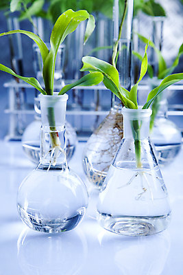 포토 JPG 해외이미지 식물 실내 실험 사람없음 화학 실험실 시험관 유리관 화학실험 둥근플라스크 시험관대 해외202004 해외포토 과학 실험기구 내부 플라스크 파일형식 이미지허브